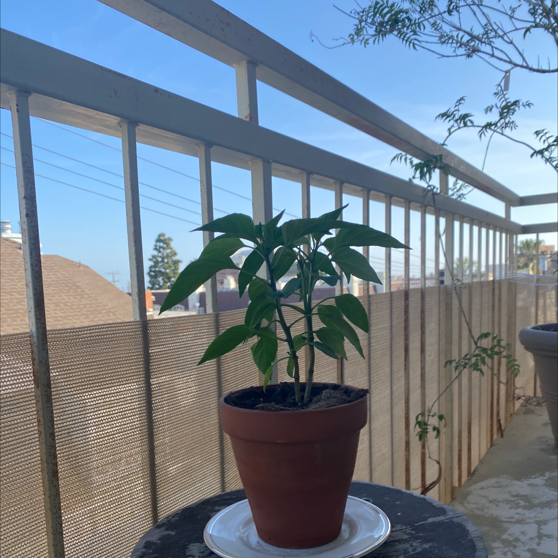 Potted Jalapeño Pepper plant on a balcony with green leaves and no visible signs of disease.