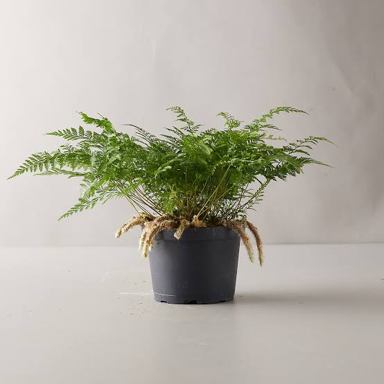 Photo of the plant species Rabbit's Foot Fern by Dan named snape on Greg, the plant care app