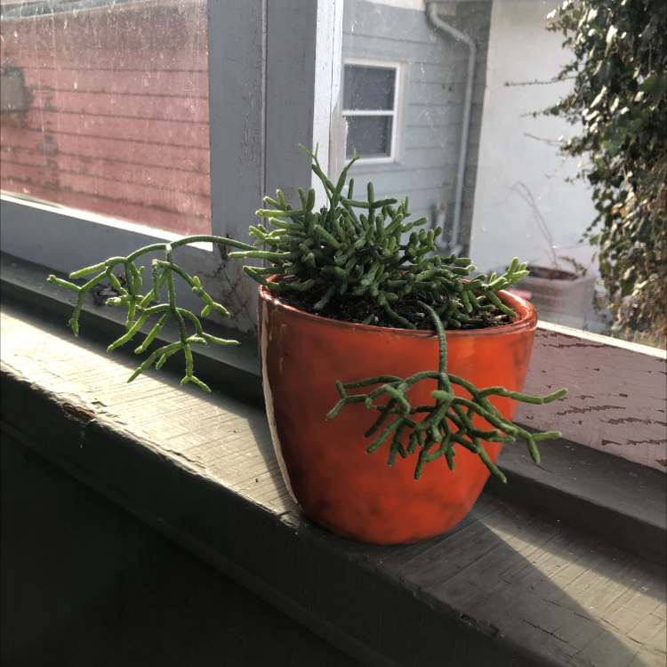 Hairy Stemmed Rhipsalis plant in an orange pot on a windowsill.