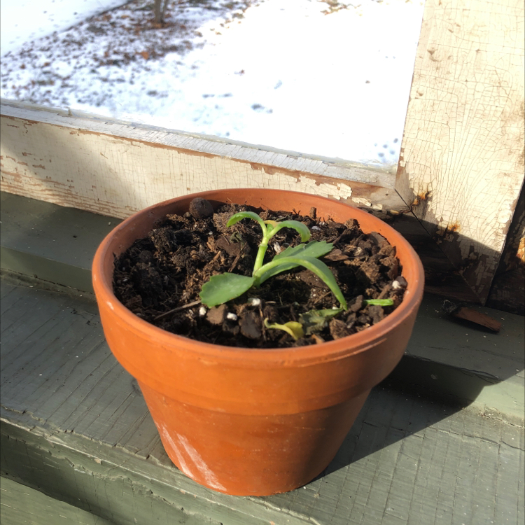 A healthy Mother of Thousands plant growing in a terracotta pot on a windowsill, with many small plantlets along its leaf edges.