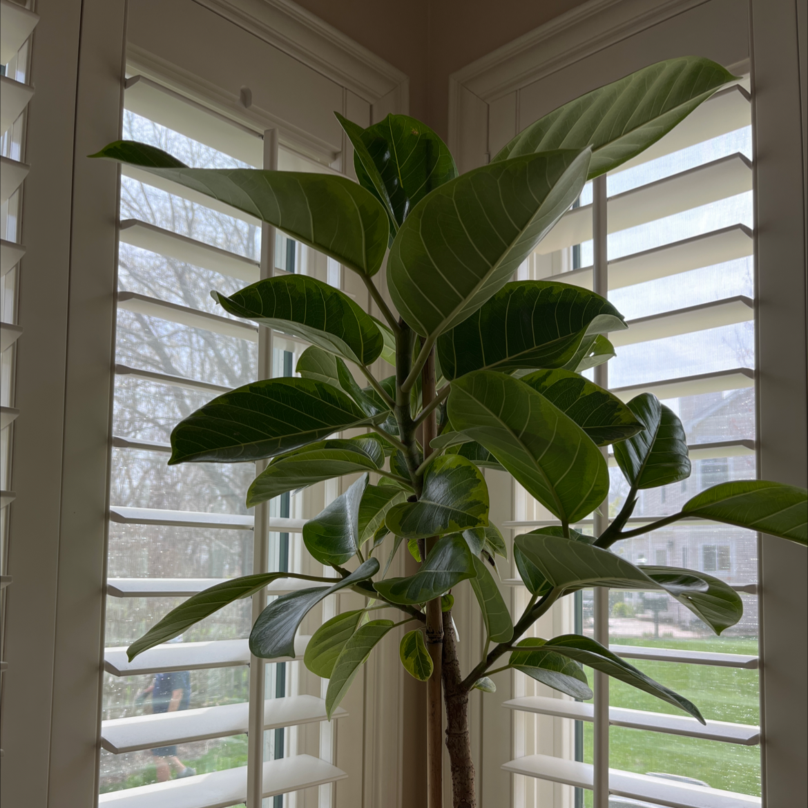 Healthy Audrey Ficus plant indoors near a window with shutters.