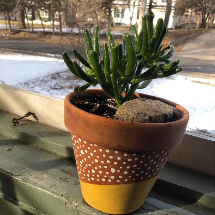 Gollum Jade plant in a decorative pot on a windowsill with an outdoor snowy background.