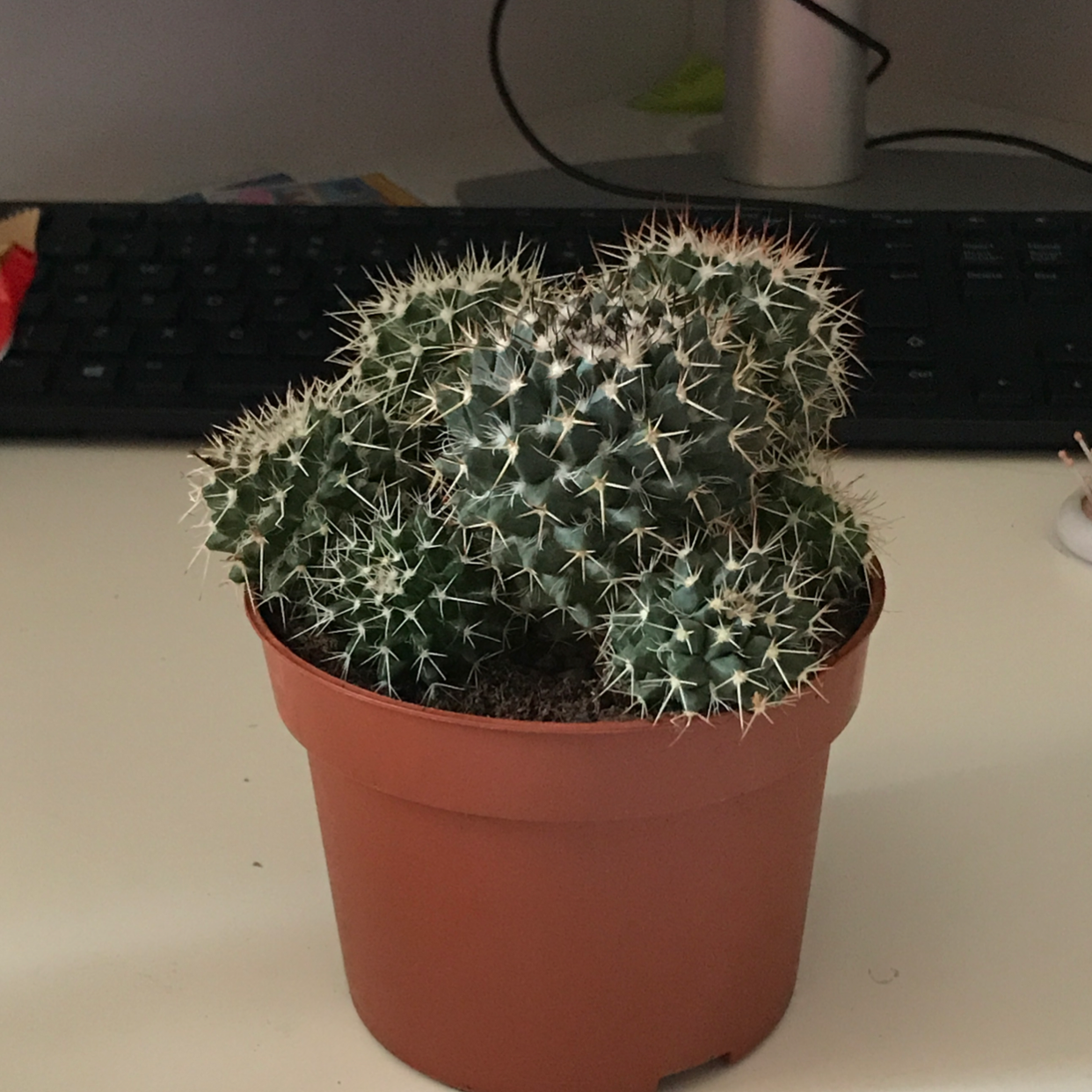 Mexican Pincushion cactus in a brown plastic pot on a desk with a keyboard in the background.
