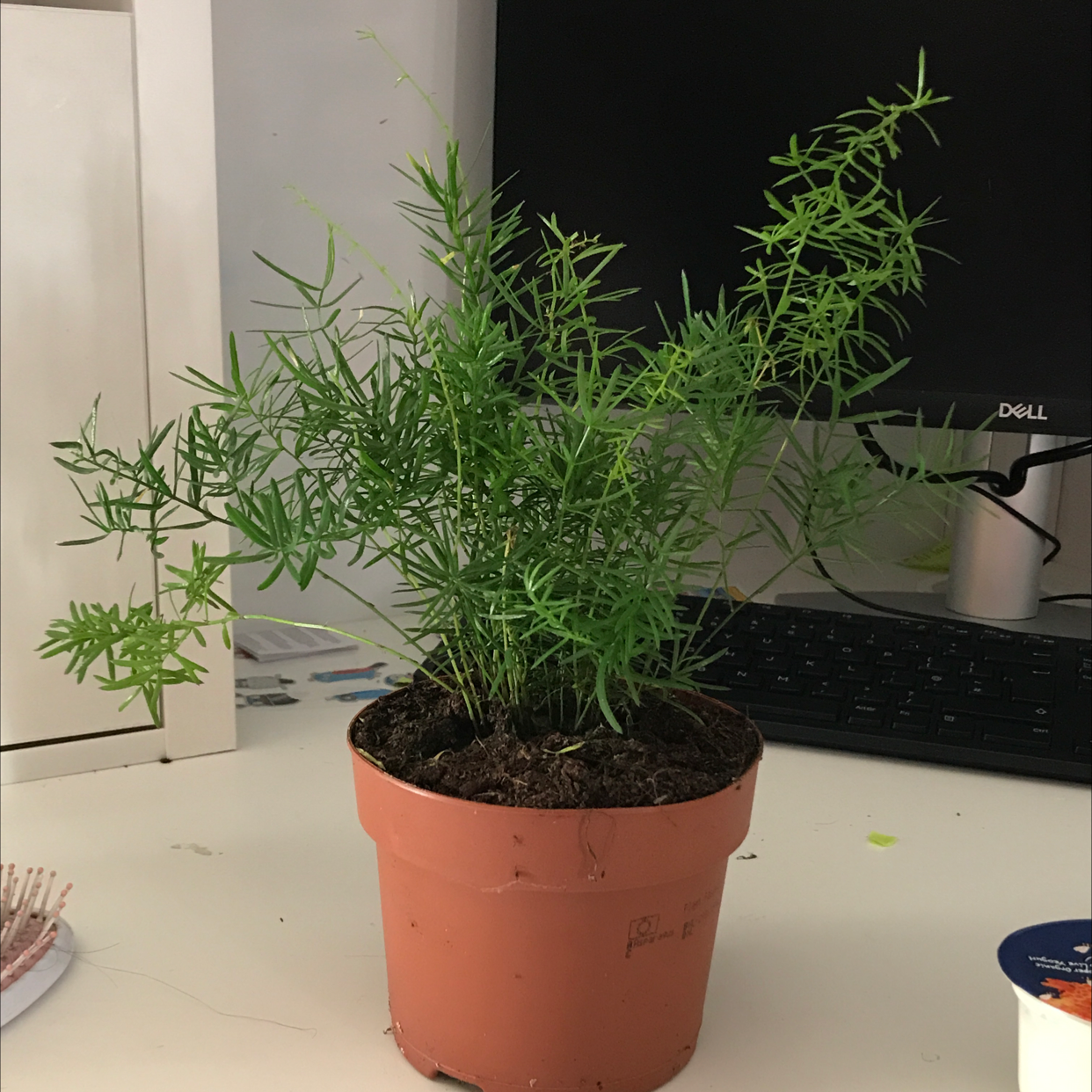 Photo of the plant species Sprenger's Asparagus by @eli.robinsonnXD named Garri on Greg, the plant care app