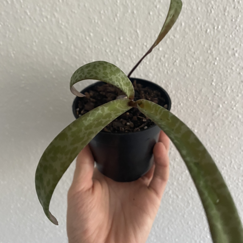 Photo of the plant species Silver Squill by @nicolaus named Siri on Greg, the plant care app