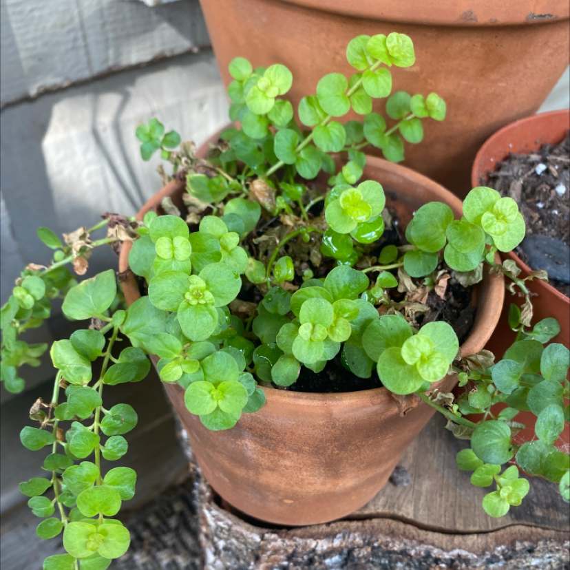 Potted Creeping Jenny plant with vibrant green leaves, no visible health issues.
