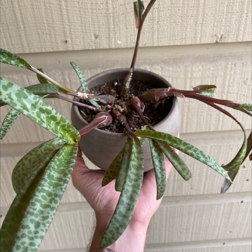 Silver Squill plant in a pot, held by a hand, with spotted leaves and slight browning at the tips.