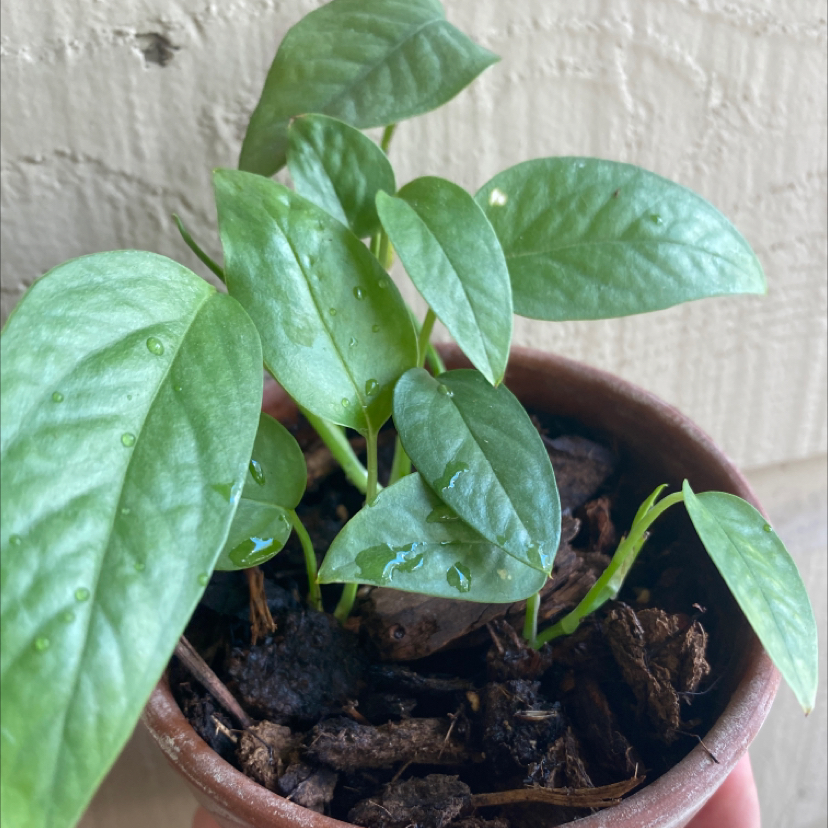 Cebu Blue Pothos plant in a small pot with healthy green leaves.