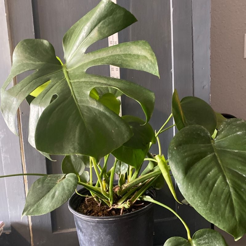 Healthy Monstera deliciosa plant with large glossy green fenestrated leaves in a grey pot, slight yellowing on some leaf edges