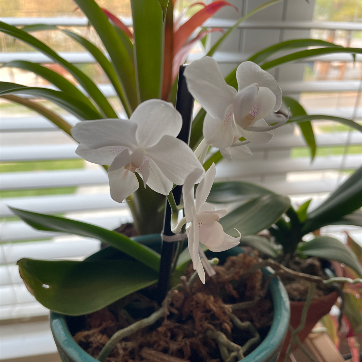 Noble Dendrobium orchid with white flowers in a pot, healthy and well-framed.