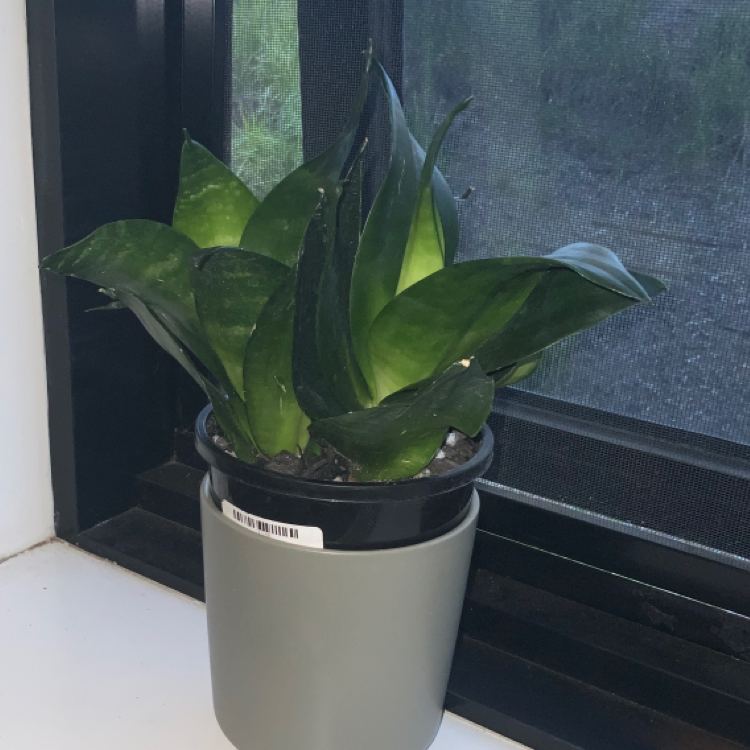 Samurai Dwarf Snake Plant in a pot on a windowsill, appearing healthy with dark green leaves.