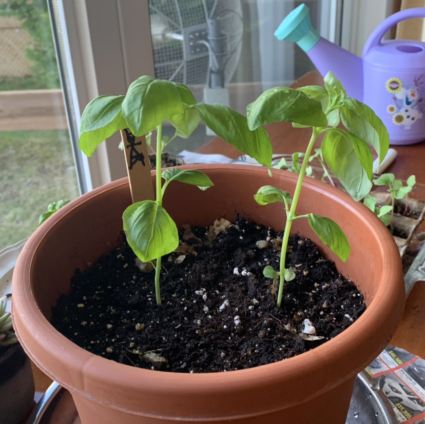 Sweet Basil plant photo by @Orge.topia723 named Your plant on Greg, the plant care app.