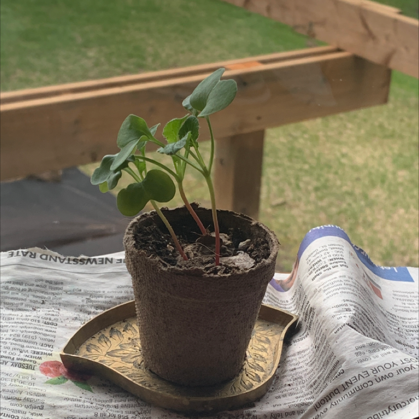 Photo of the plant species Radish by @Orge.topia723 named Your plant on Greg, the plant care app