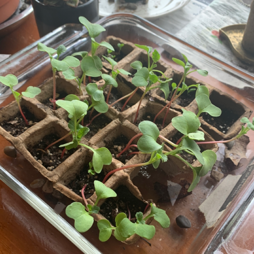 Photo of the plant species Radish by @Orge.topia723 named Your plant on Greg, the plant care app