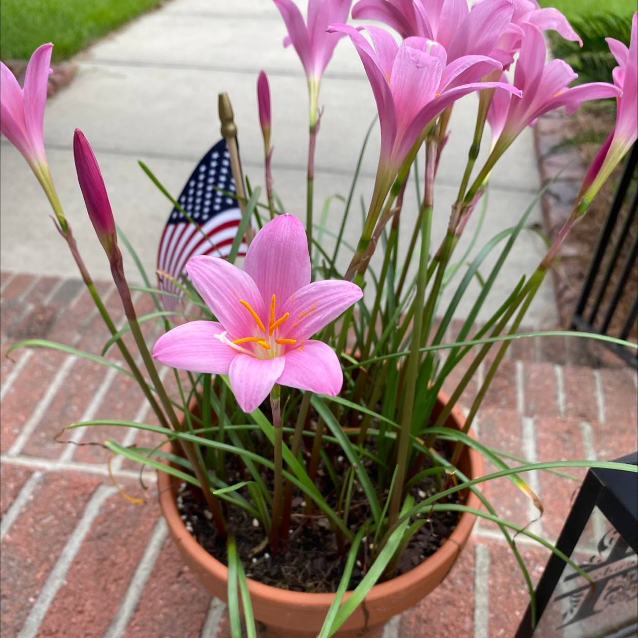 Photo of the plant species Pink Rain Lily by Amber named Your plant on Greg, the plant care app