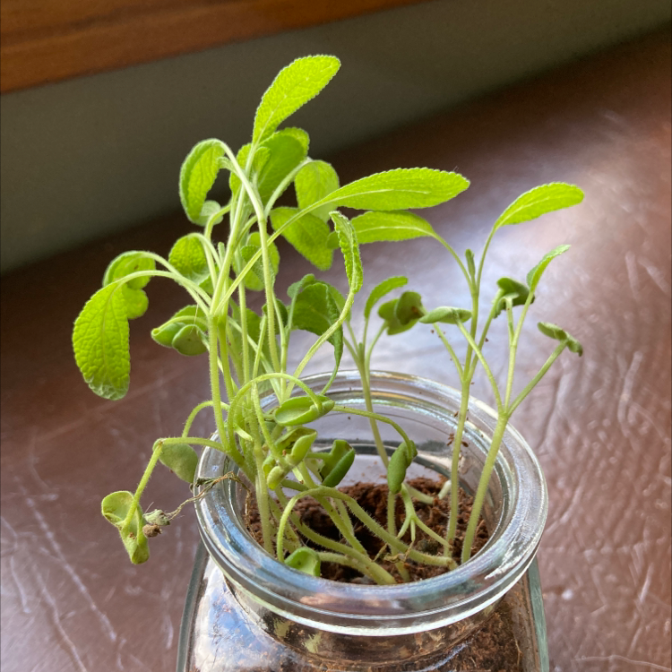 Young Common Sage plant in a glass container with visible soil and green leaves.