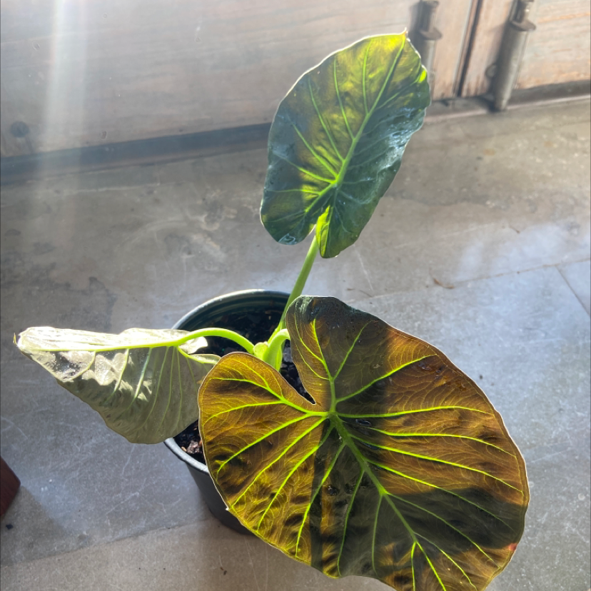Alocasia 'Regal Shields' plant with large leaves showing yellowing and browning.