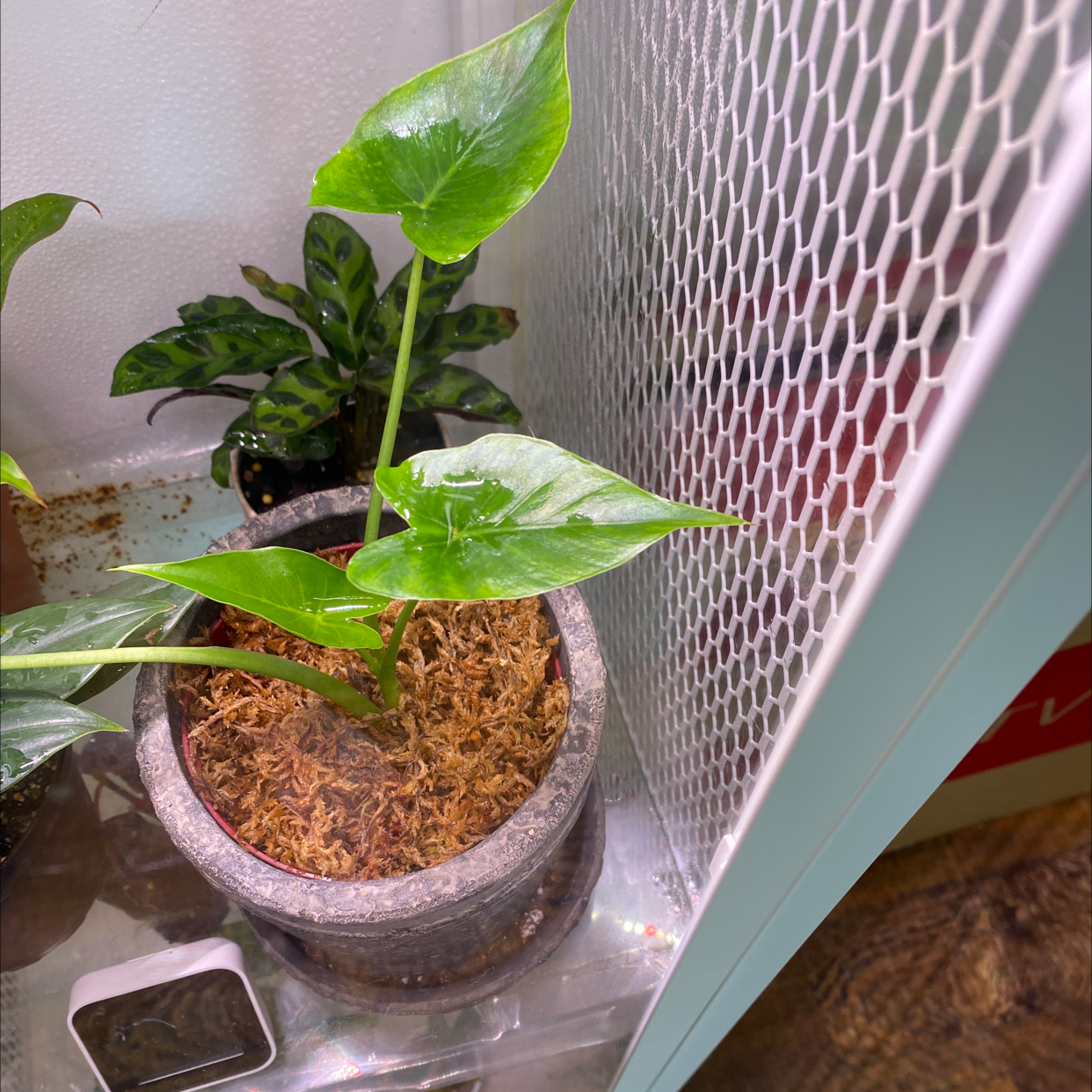 Potted Taro plant with broad green leaves, healthy appearance, and mulch-covered soil.