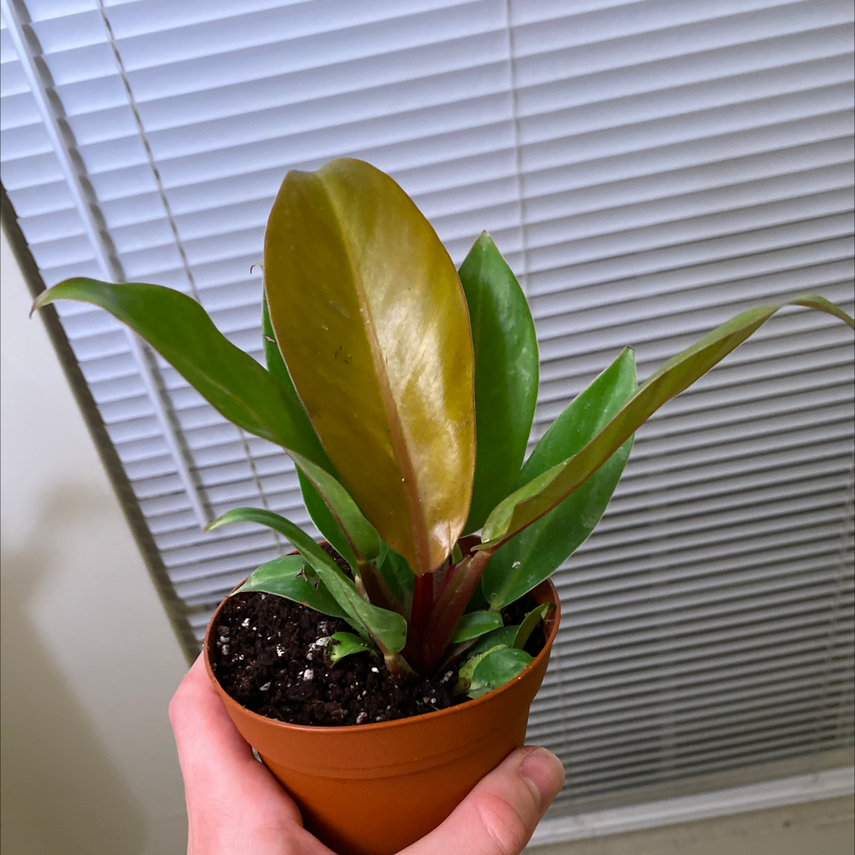 Potted McColley's Finale plant with healthy green and reddish leaves, held by a hand.