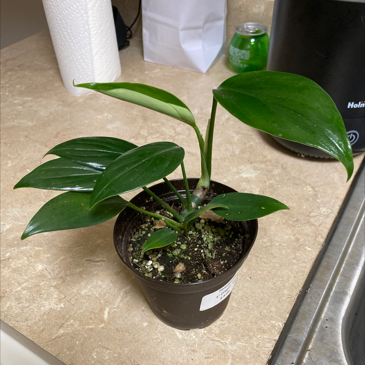 Dragon Tail Plant in a small pot on a countertop with healthy green leaves.