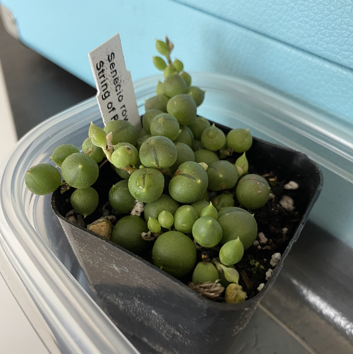 String of Pearls plant photo by @Oriontree named Shakira on Greg, the plant care app.