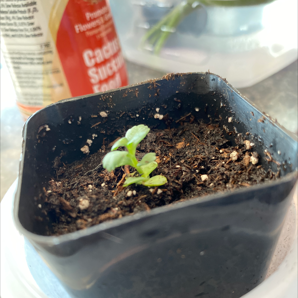 Closeup of a healthy green Kalanchoe daigremontiana seedling emerging from dark moist soil mixed with white perlite granules in a plastic tray.