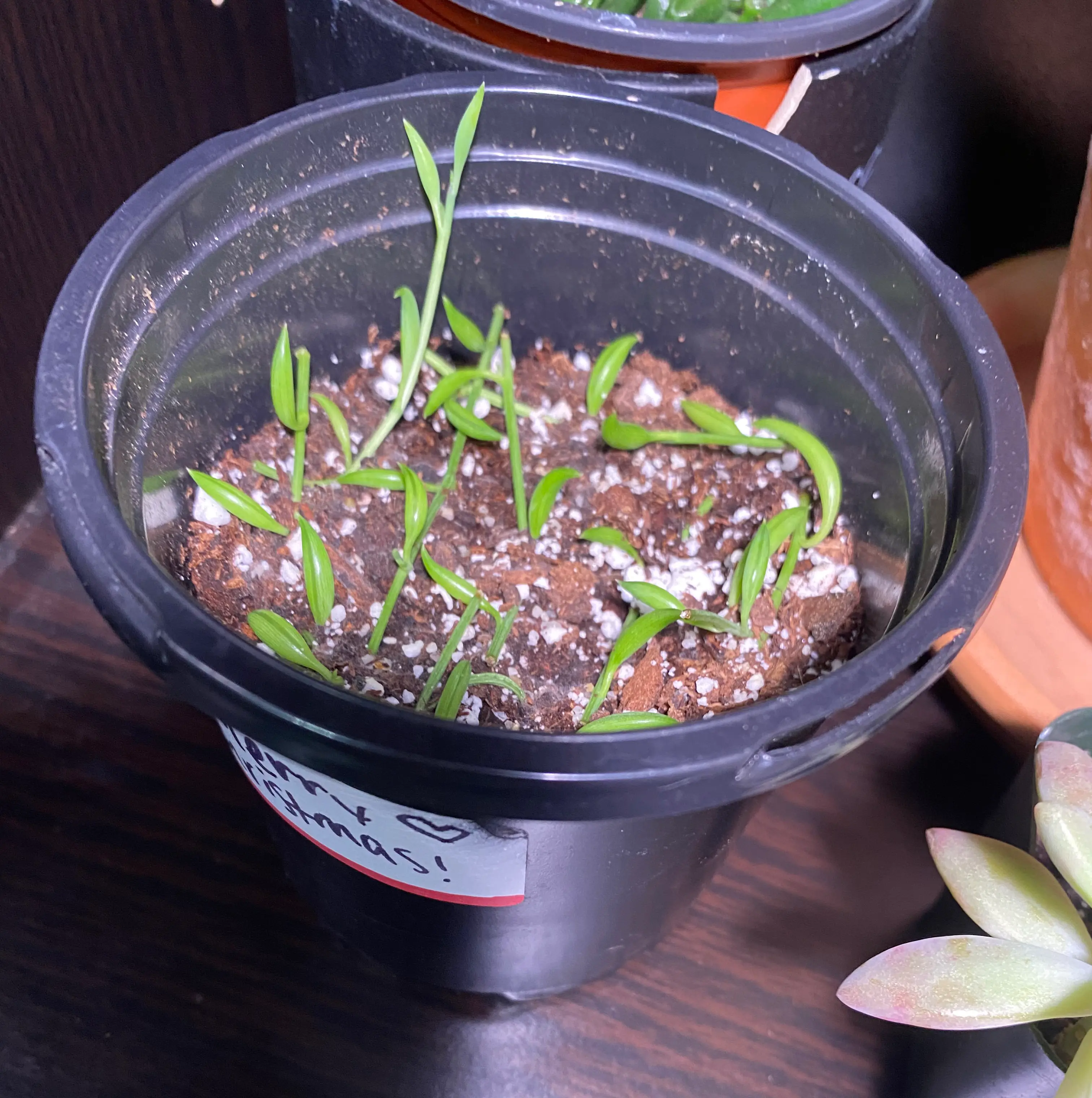 Healthy Senecio radicans succulent plant with banana-shaped green leaves cascading over pot edges, soil surface visible.