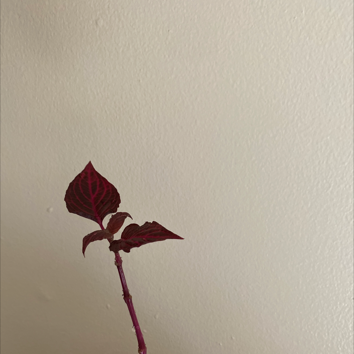 A vibrant burgundy red Herbst's Bloodleaf showcasing characteristic crimson veins, serrated edges, and a healthy appearance.