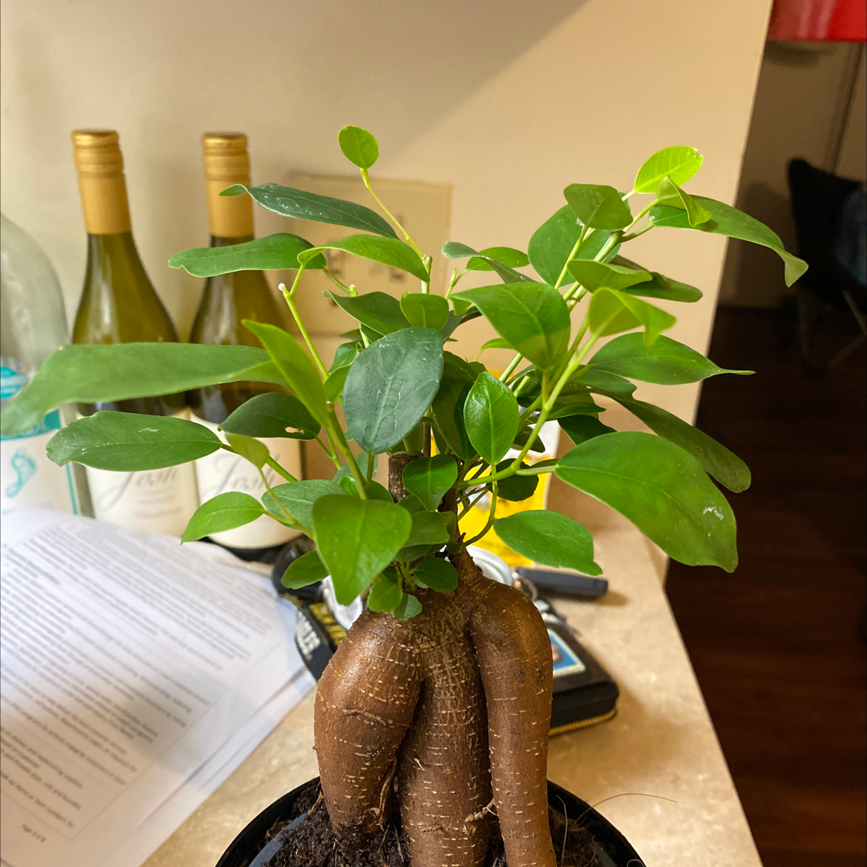 😔 Why Are My Ficus Ginseng Leaves Droopy?