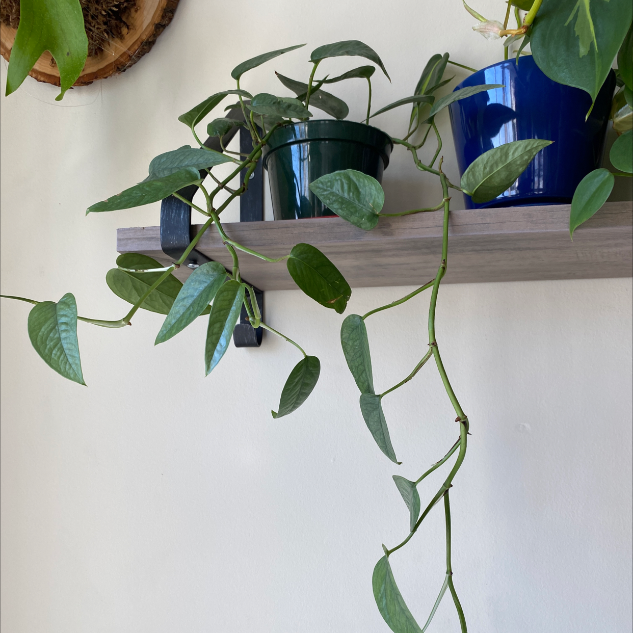 Cebu Blue Pothos plant on a shelf with trailing vines and green leaves.