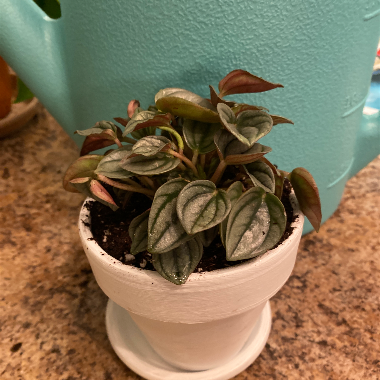 Silver Ripple Peperomia plant in a white pot with visible soil, well-framed and in focus.