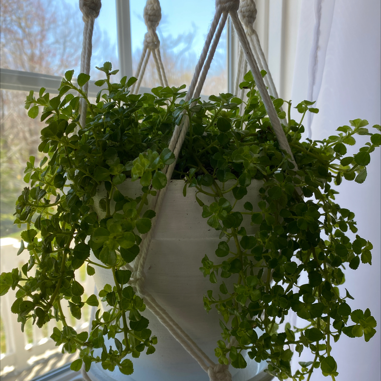 Thriving hanging basket of Pilea Baby Tears with lush, trailing foliage in vibrant green. No issues visible.