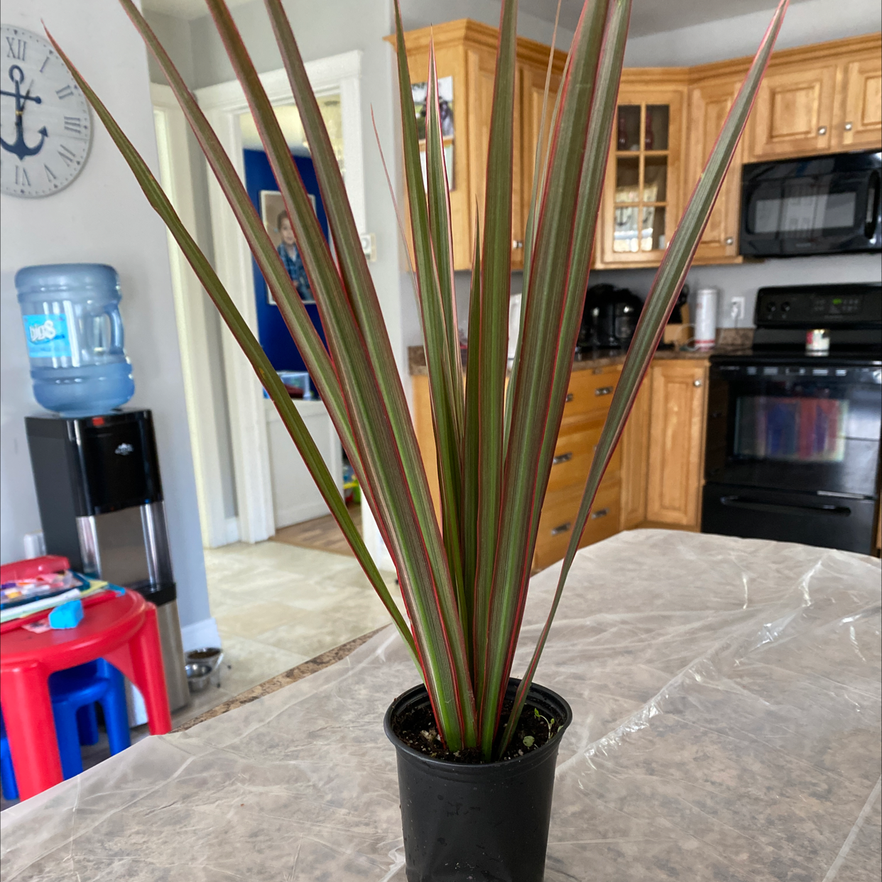 Dracaena marginata 'Bicolor' plant in a small black pot, placed on a table in a kitchen setting.