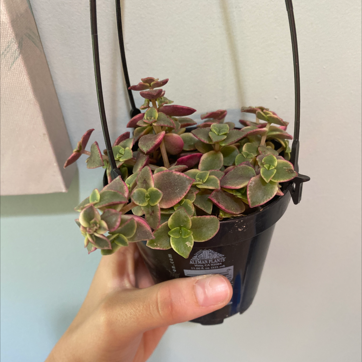 Hand holding a potted Crassula Pellucida plant with vibrant red and green heart-shaped leaves, appearing healthy.