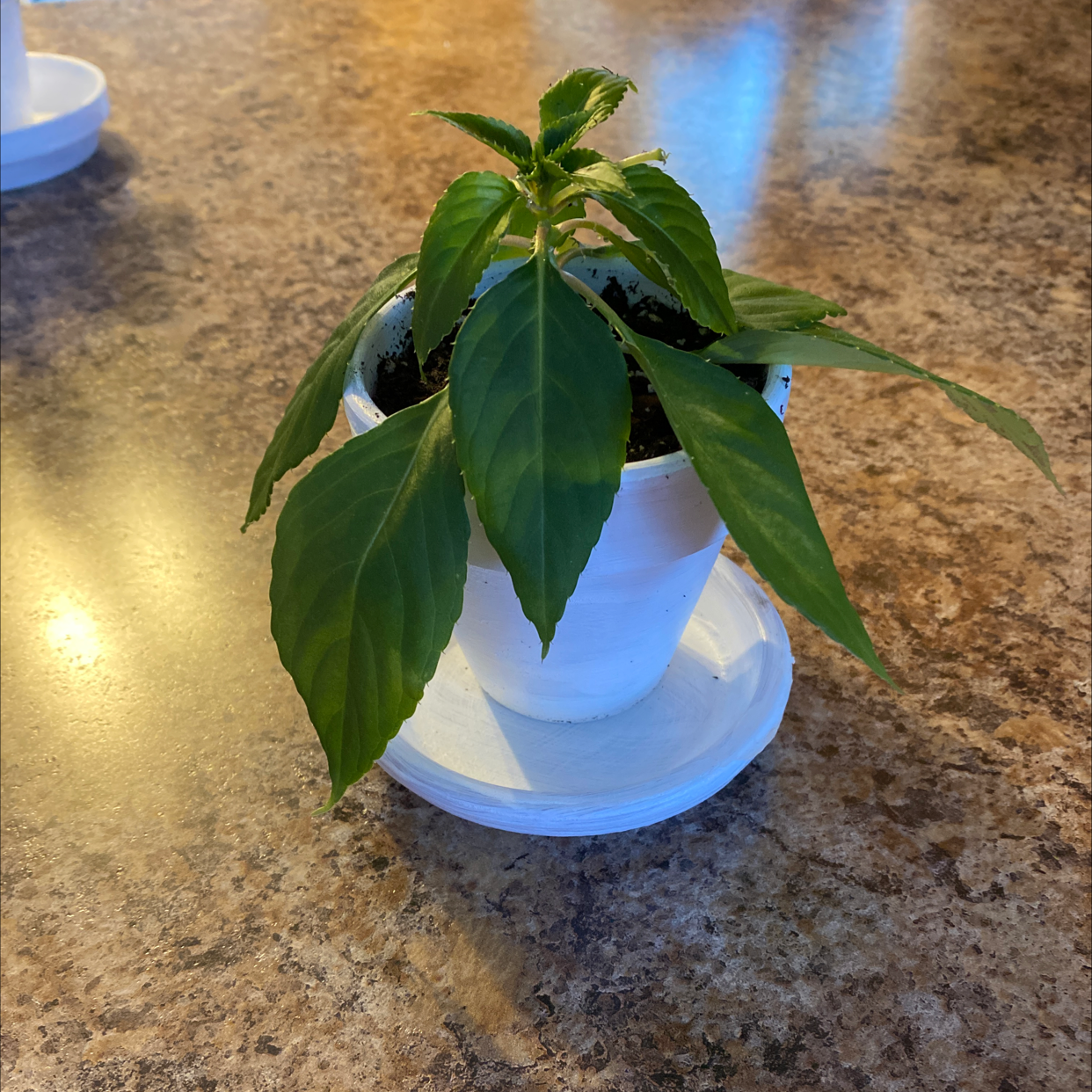 A Buzzy Lizzy plant in a white pot on a brown surface.