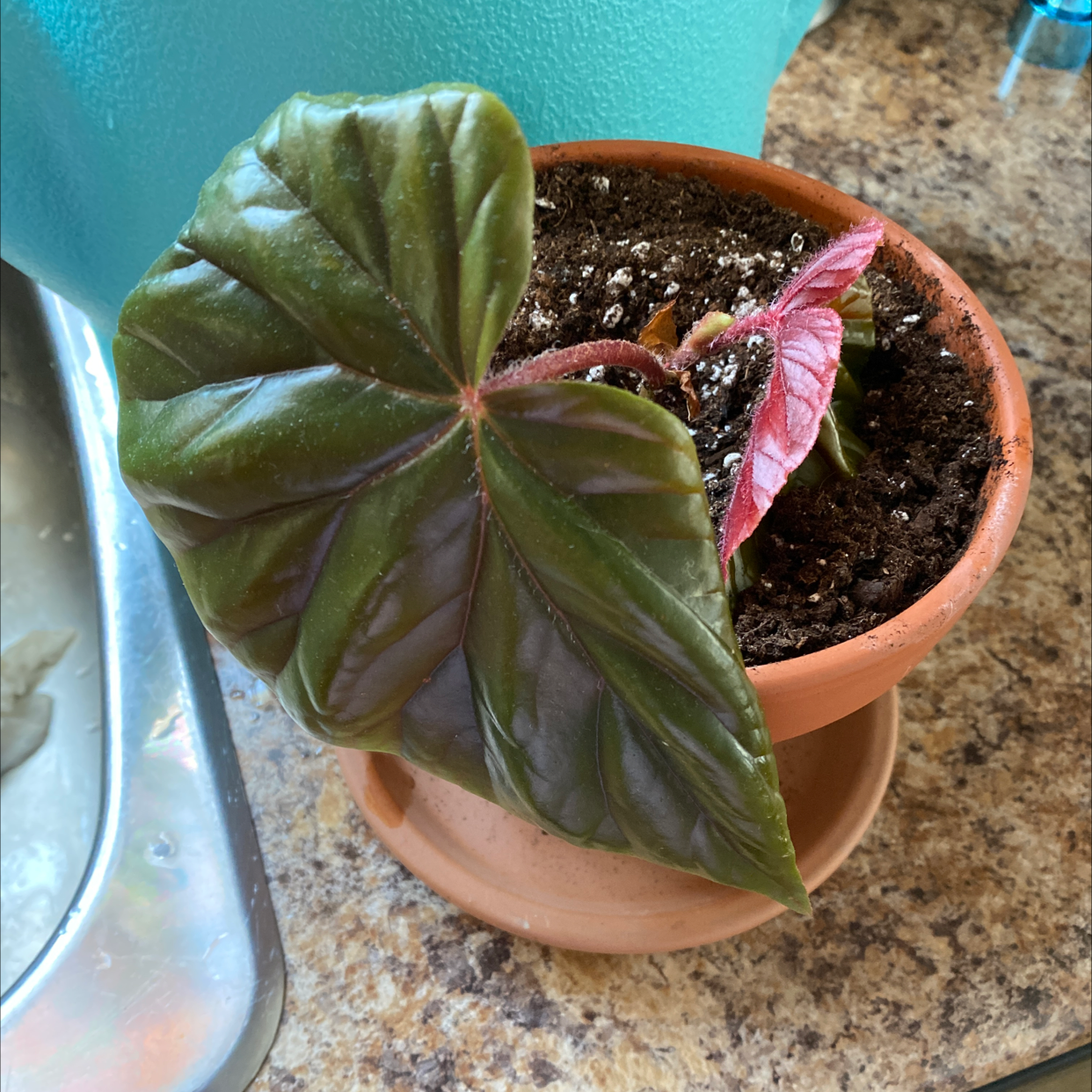 Angel Wing Begonia in a terracotta pot with dark green leaves and visible soil.