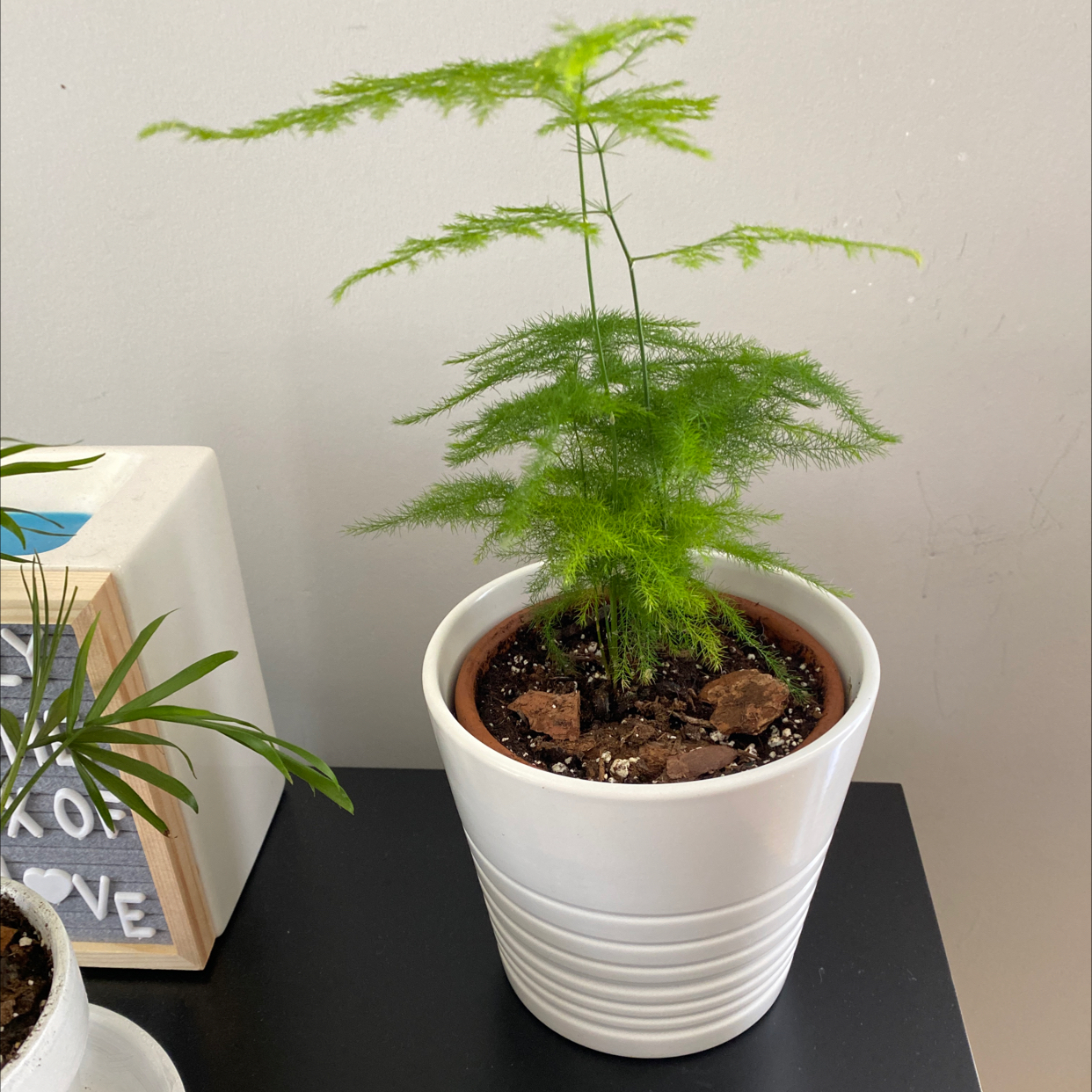 Photo of the plant species Asparagus Fern by 👻 named Scarlett on Greg, the plant care app