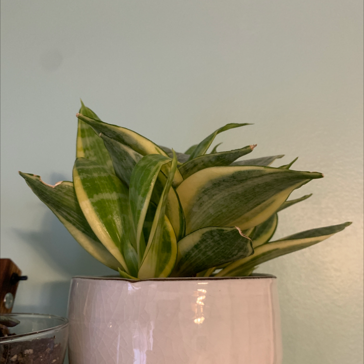 Snake Plant plant photo by @iamchlo3 named Clementine on Greg, the plant care app.