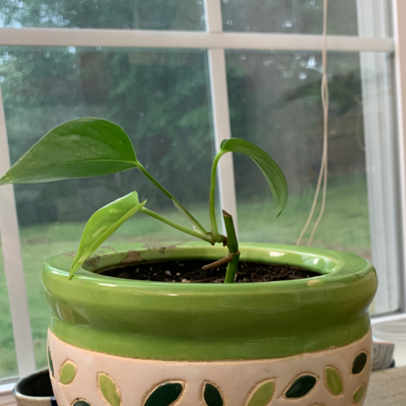 Taro Vine plant photo by @frutipebl named Beyonce on Greg, the plant care app.