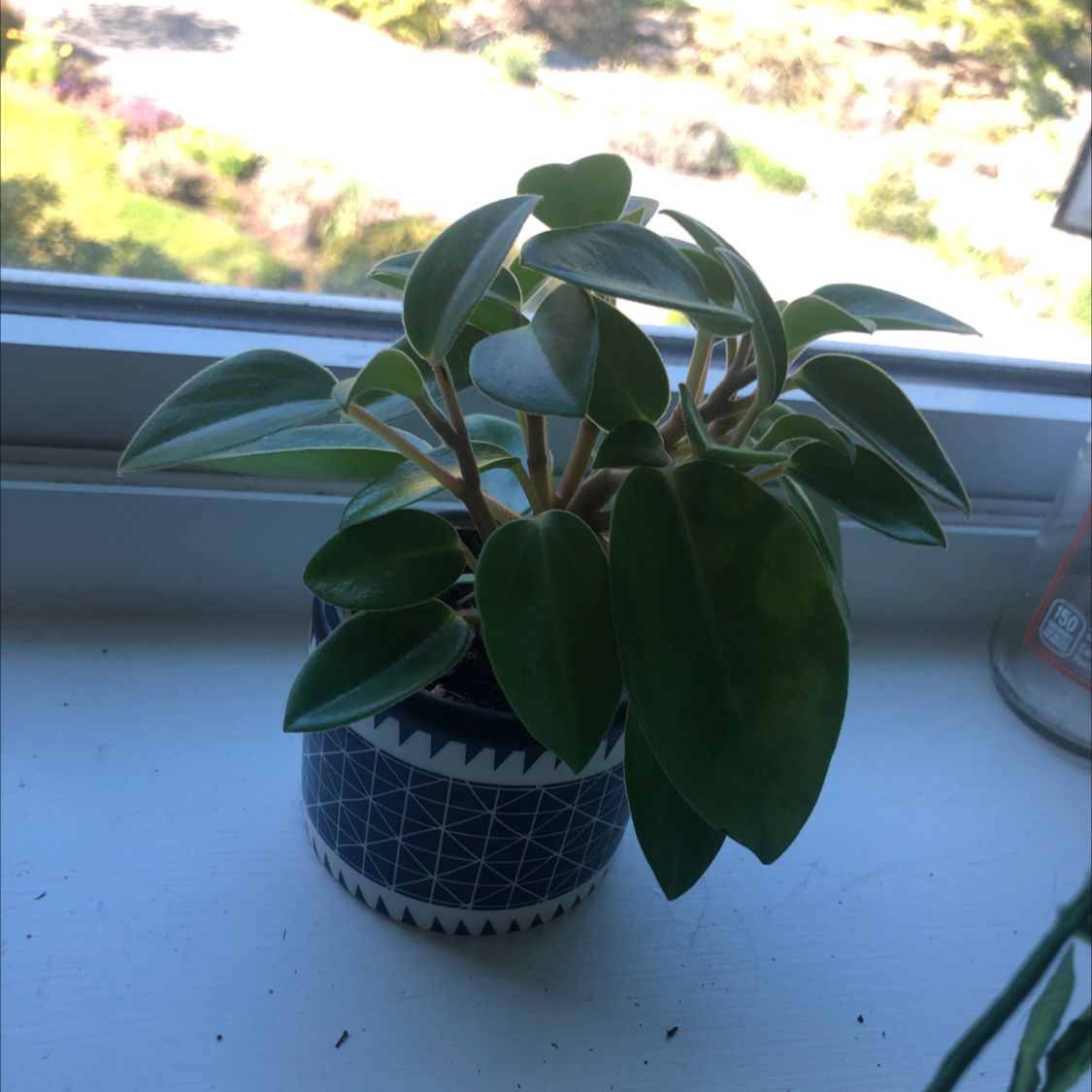 Teardrop Peperomia plant photo by Abby named Baby on Greg, the plant care app.