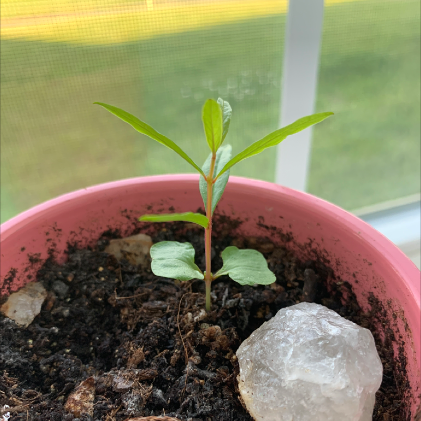 Young pomegranate plant in a pink pot with visible soil and a white stone.