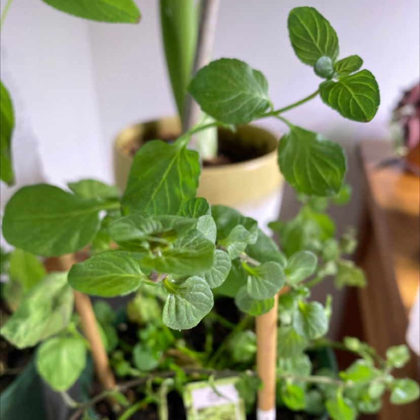 Healthy Apple Mint plant with vibrant green leaves.