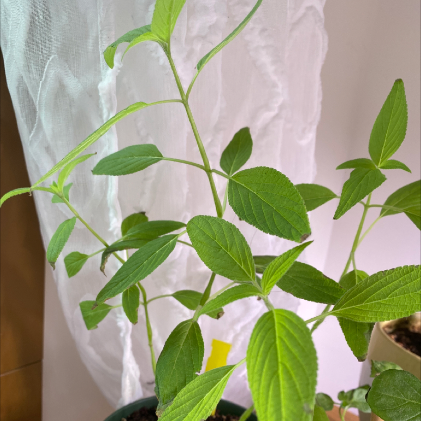 Healthy Pineapple Sage plant with vibrant green leaves growing in a pot.