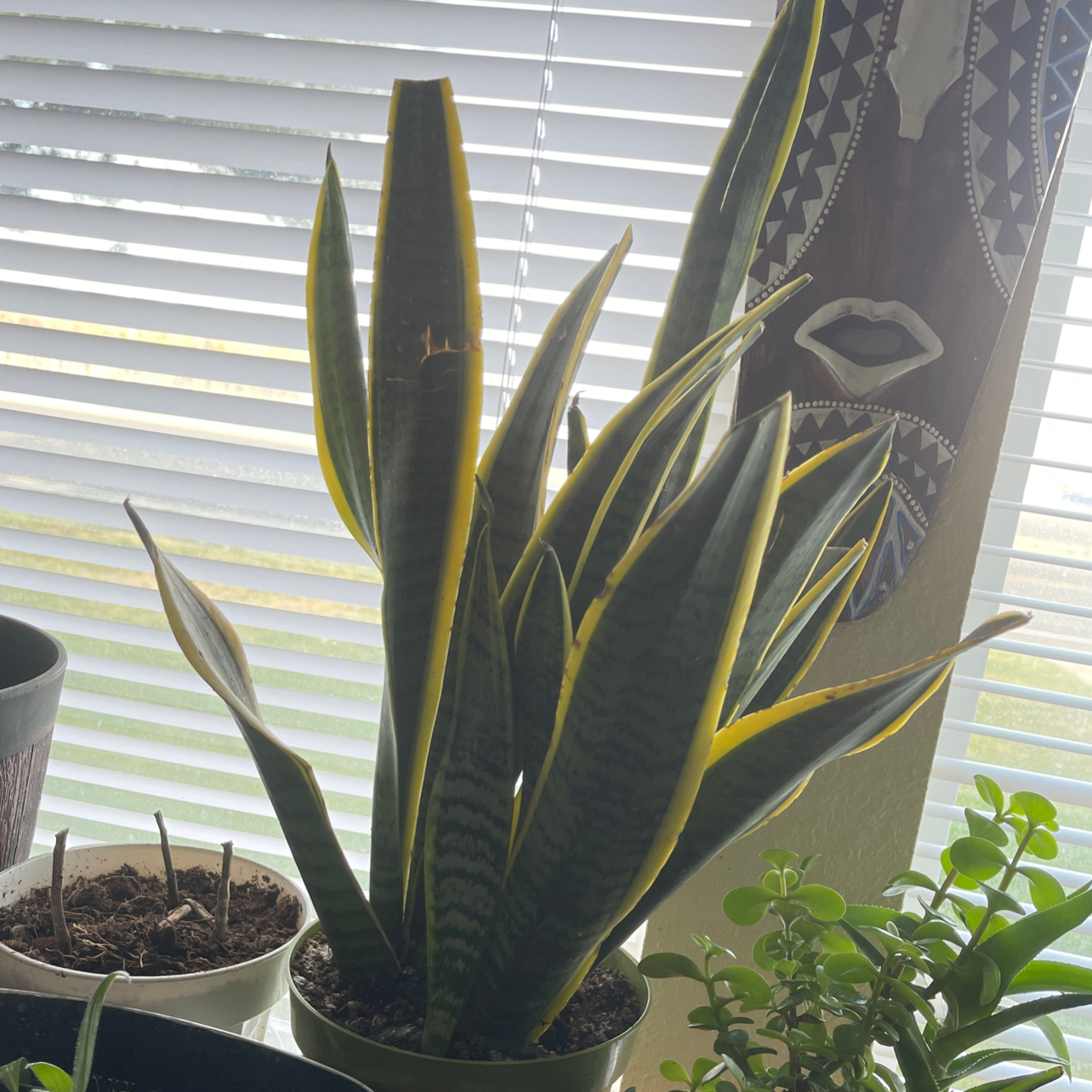 Snake Plant plant photo by @LunaMay named Bo on Greg, the plant care app.