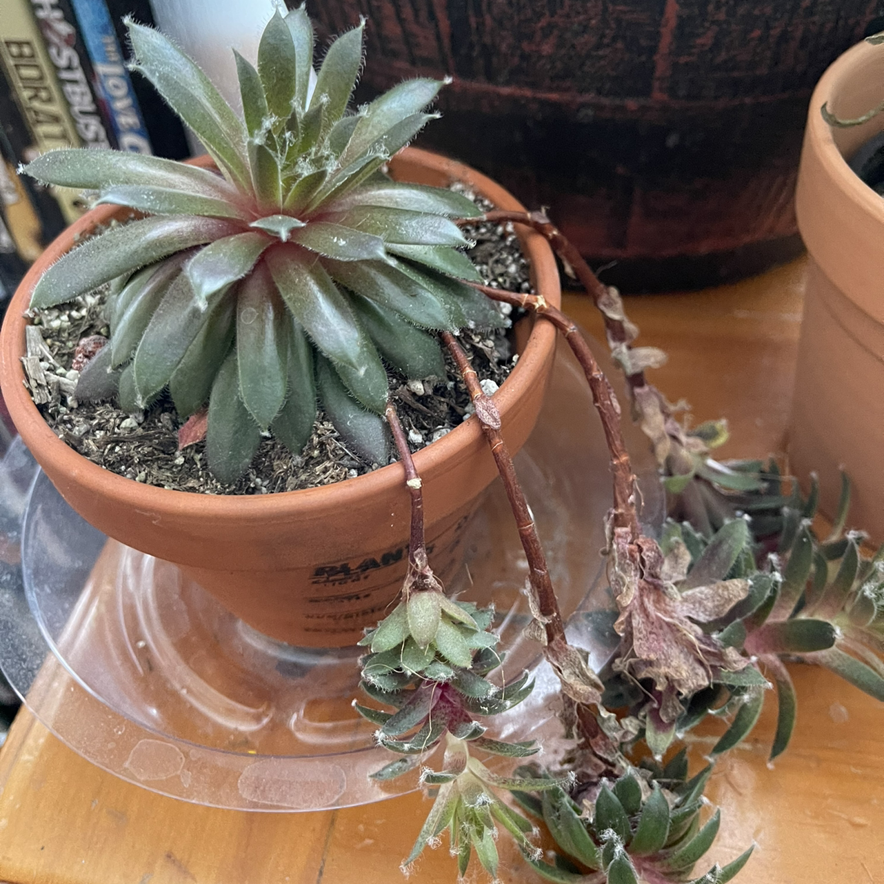 Mexican Firecracker plant photo by @LunaMay named Tentacles ￼ on Greg, the plant care app.