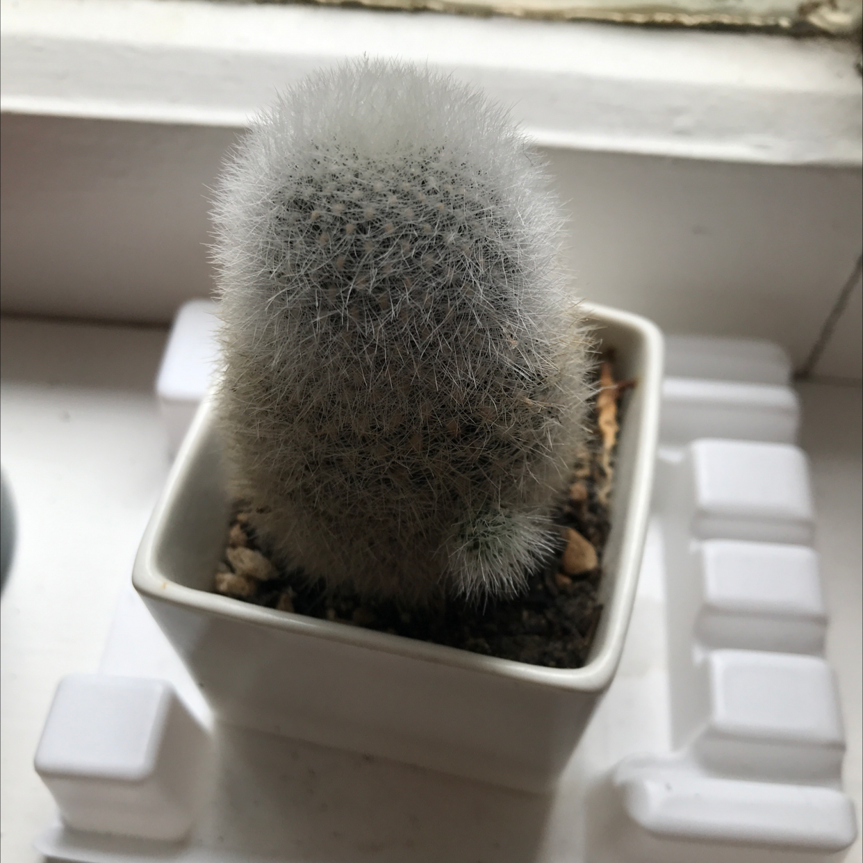 Photo of the plant species Old Lady Cactus by @alexishindley named Augustus on Greg, the plant care app