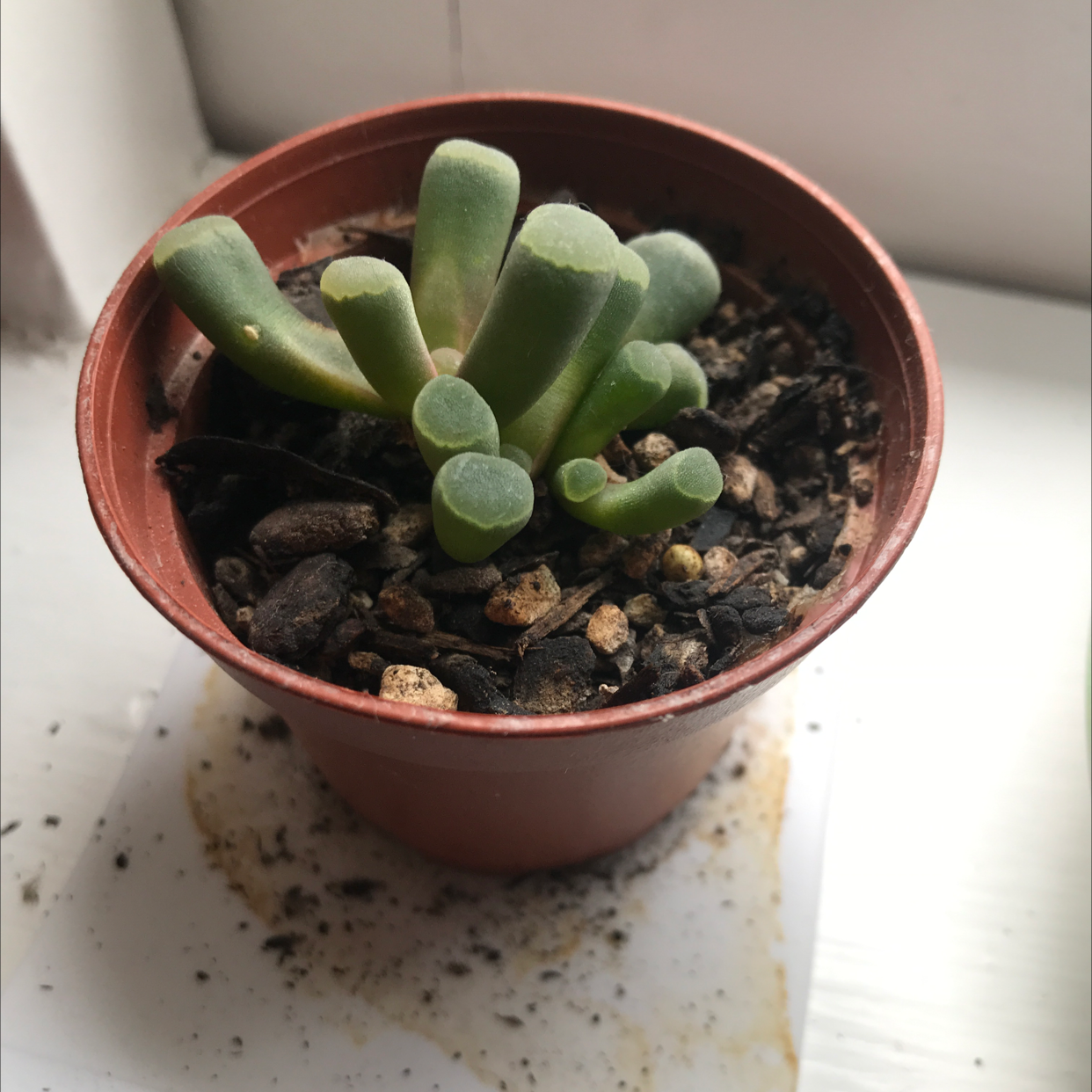 A healthy Baby Toes succulent in a small pot with visible soil.