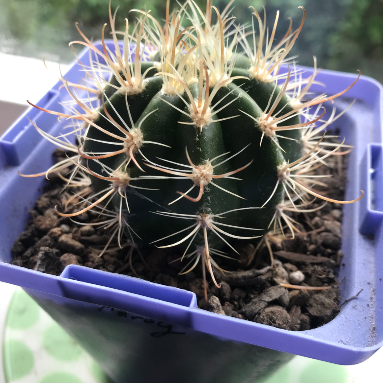 Photo of the plant species Fishhook Cactus by @alexishindley named Milroy on Greg, the plant care app