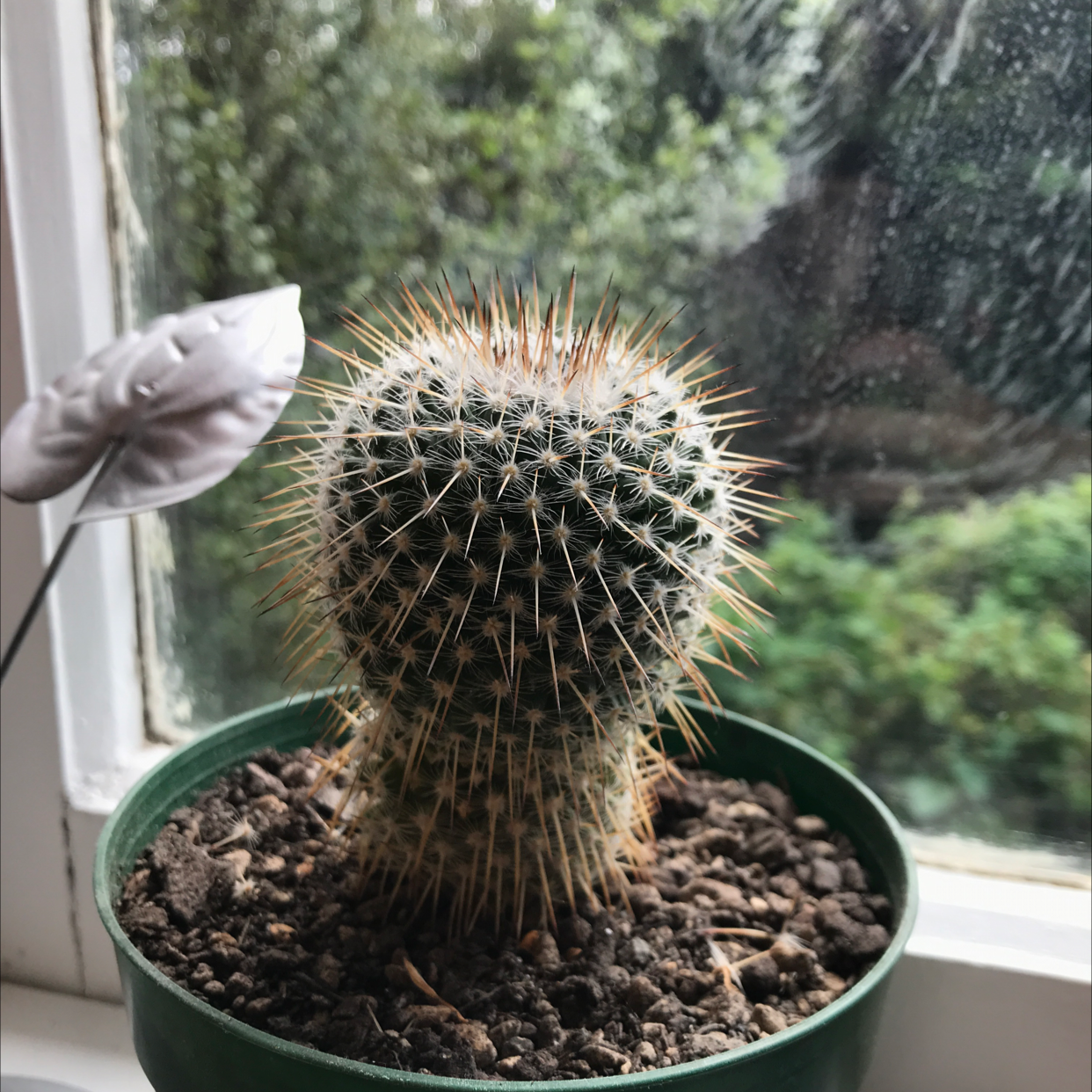 Photo of the plant species Rainbow Pincushion by @alexishindley named Debster on Greg, the plant care app