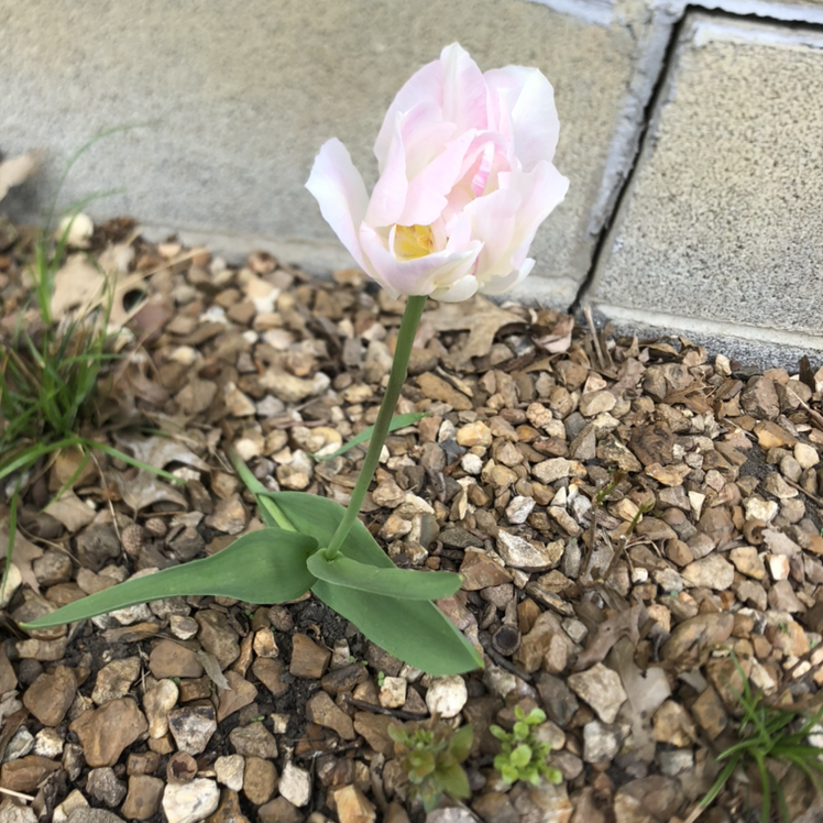 Garden Tulip with light pink flower growing in rocky soil near a concrete structure.